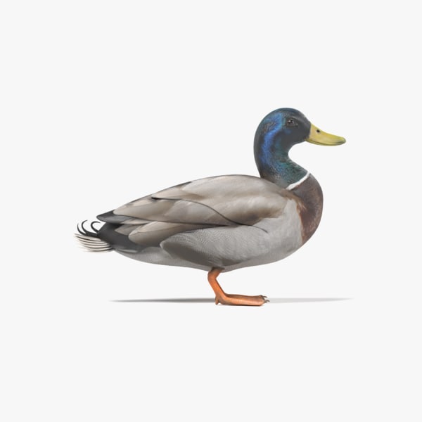 duck male