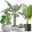 3D plants