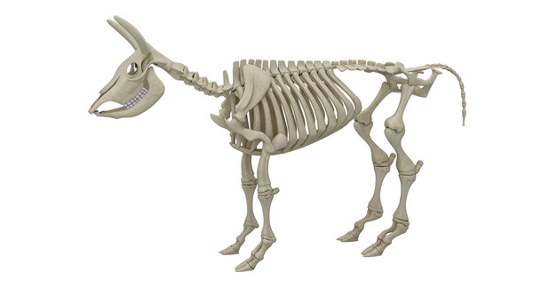 牛の骨格3dモデル Turbosquid