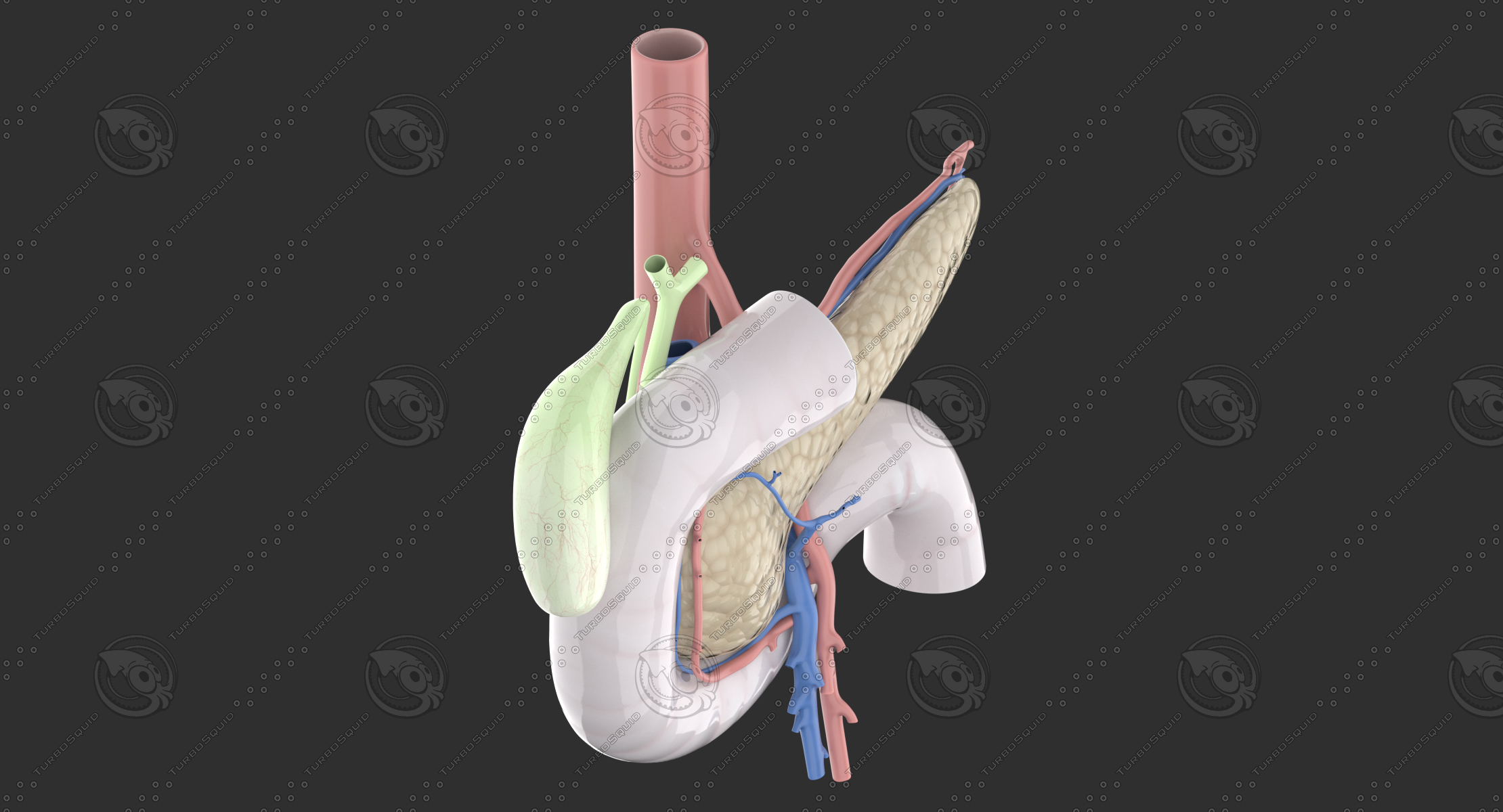 Pancreas Anatomical 3d Model Turbosquid 1161334