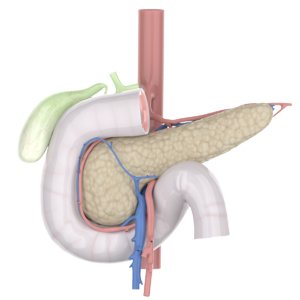 3D pancreas anatomical model