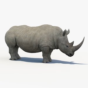 rhinoceros in 3d