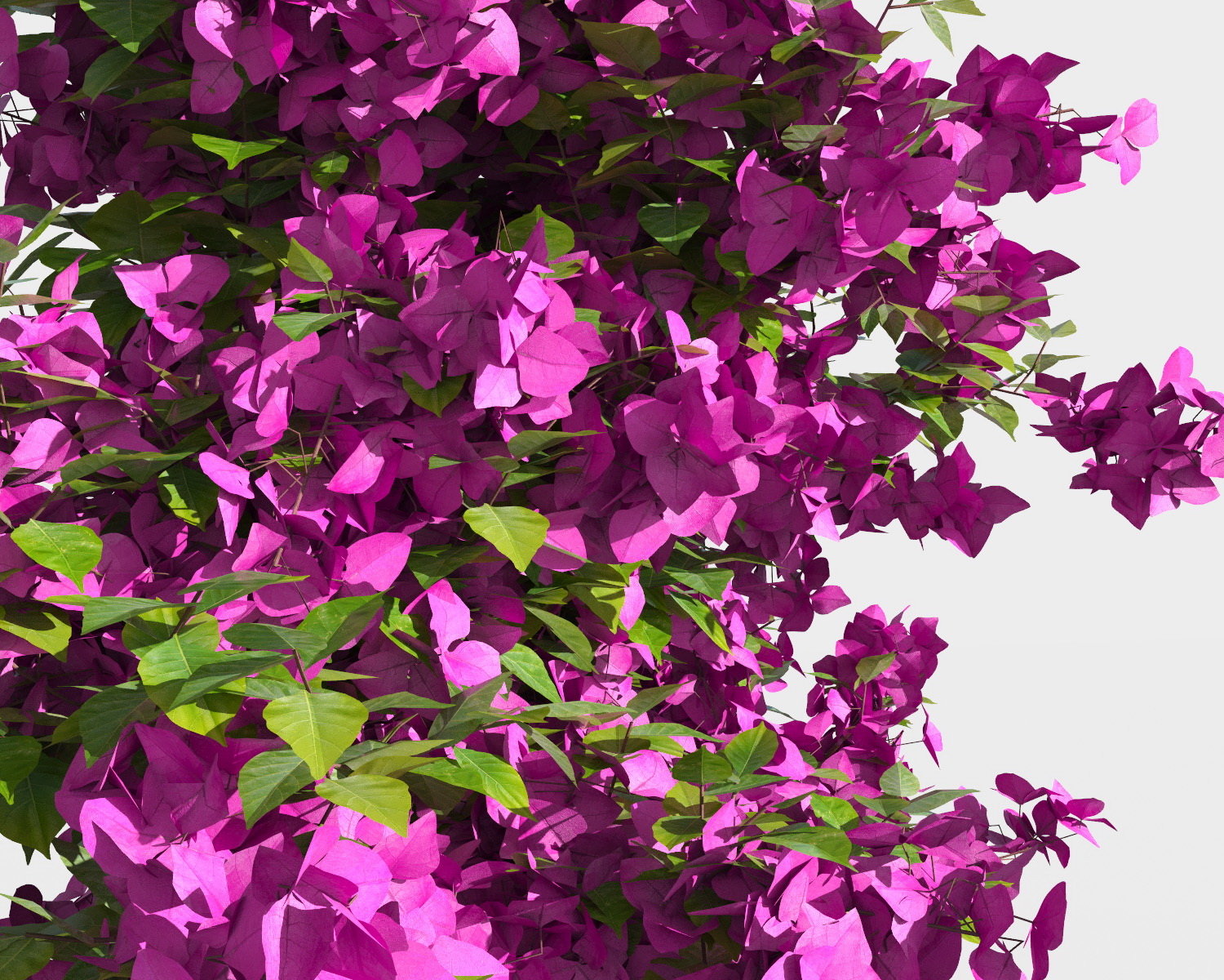 3D bougainvillea 2 - TurboSquid 1162924