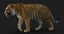 3D tiger animation fur 4