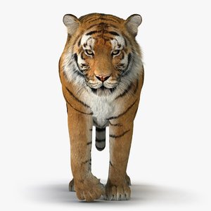 3D tiger animation fur 4