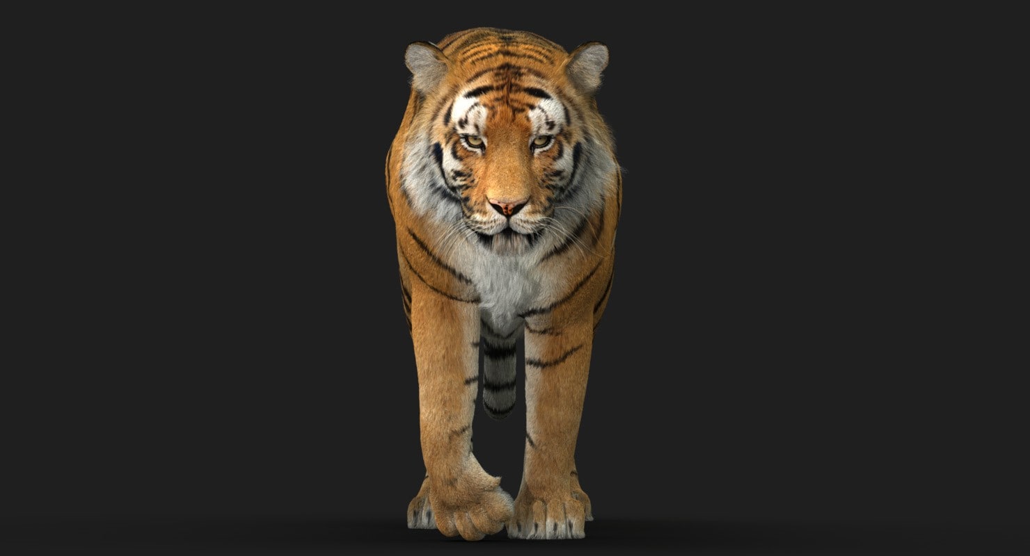 老虎4动画毛皮3d模型