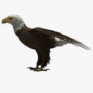 3D model american eagle