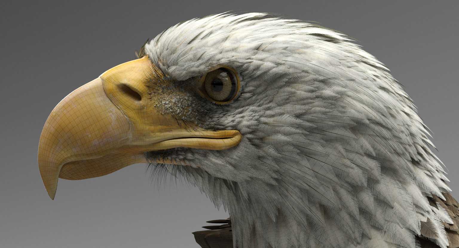 3D model american eagle TurboSquid 1163246