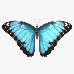 3D common morpho butterfly model