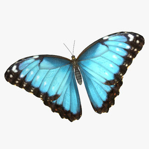 3D emperor butterfly