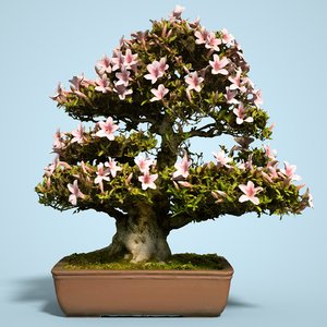 satsuki bonsai tree blossom 3D model