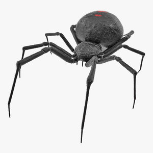 3D latrodectus spider fur