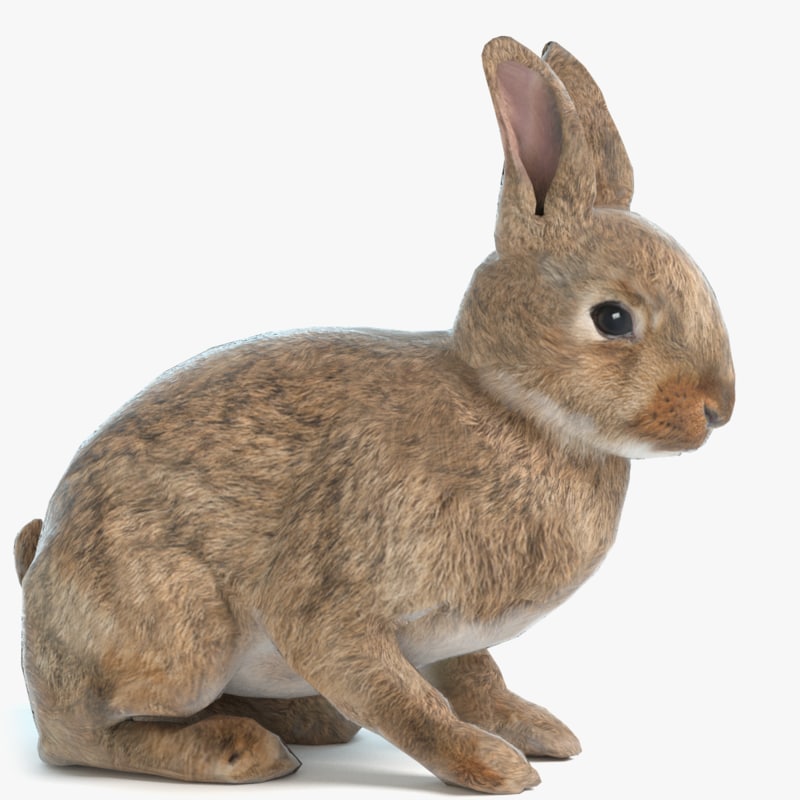 rabbit 3d model blender free