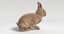 3D model rabbit