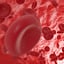 3D blood cells model