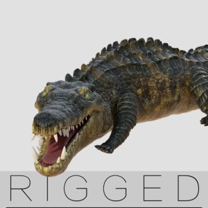 crocodile 3D