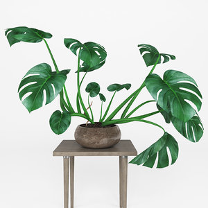 3D monstera plant