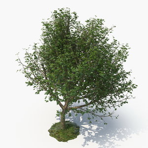 3D realistic tree model