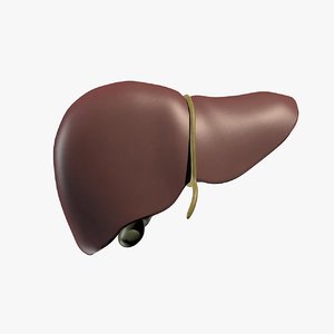 liver 3D