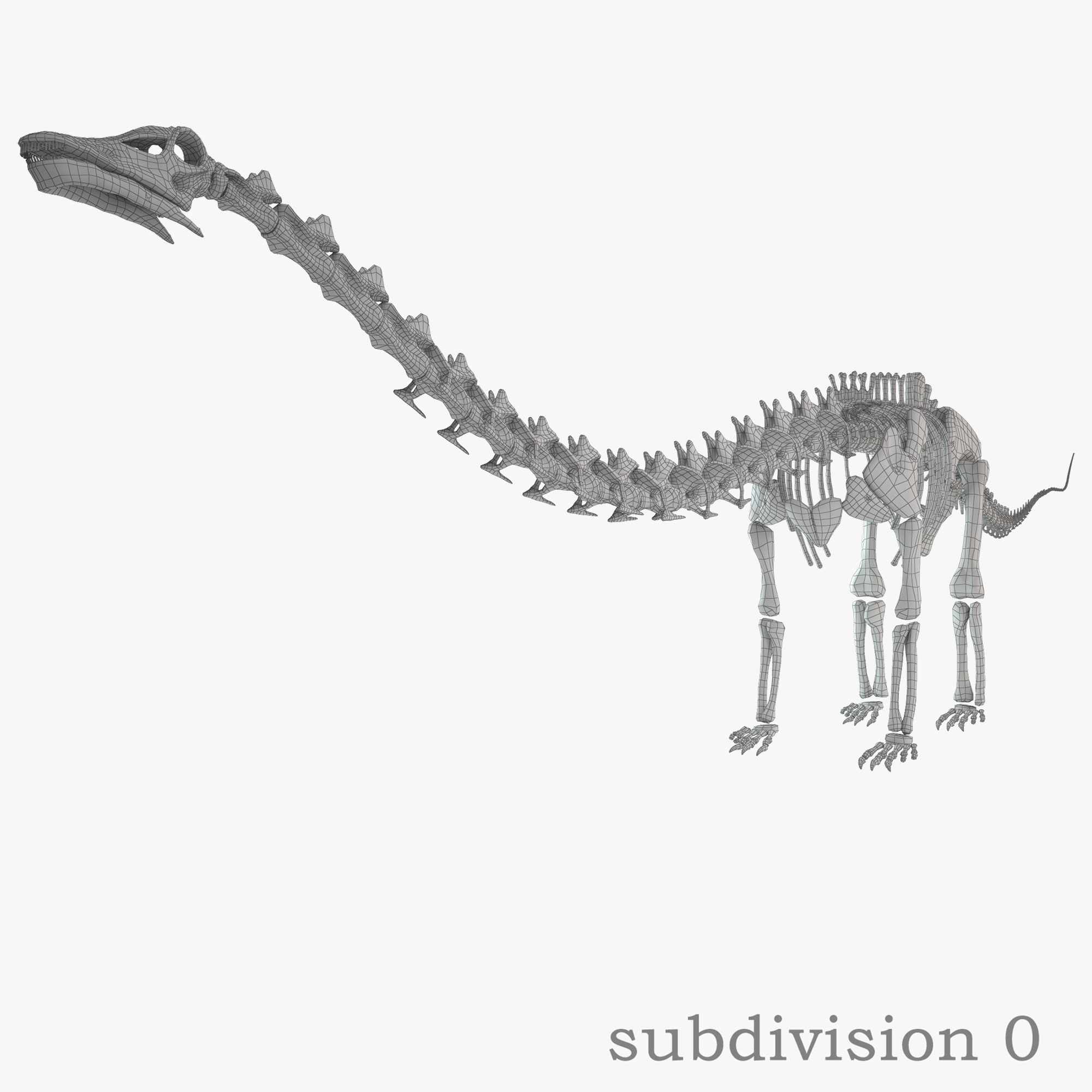 skeleton diplodocus