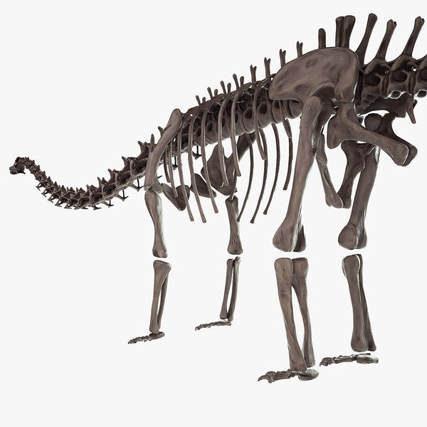 skeleton diplodocus