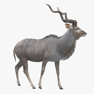 kudu antelope model