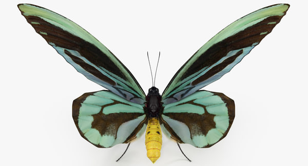 Queen alexandras birdwing butterfly model - TurboSquid 1165912