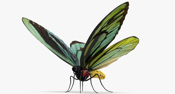 Queen alexandras birdwing butterfly model - TurboSquid 1165912