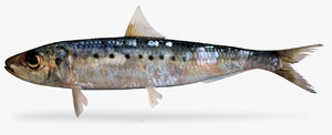 pacific sardine 3D model