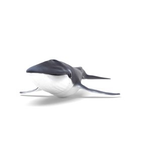3D whale