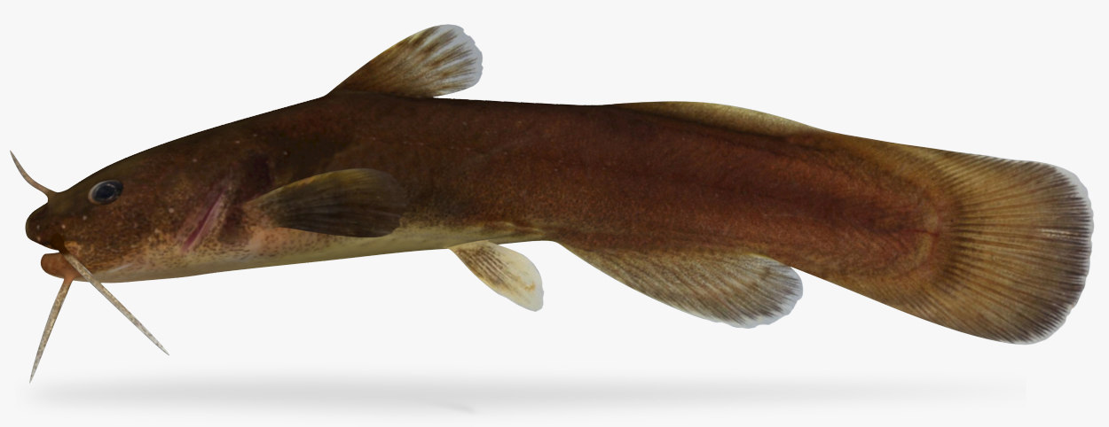 Noturus nocturnus freckled madtom 3D TurboSquid 1166260