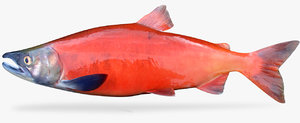 salmon 3D model