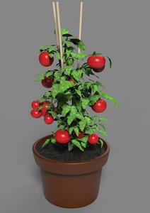 3D cherry tomato plant model
