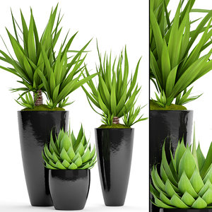 potted plants yucca agava 3D model