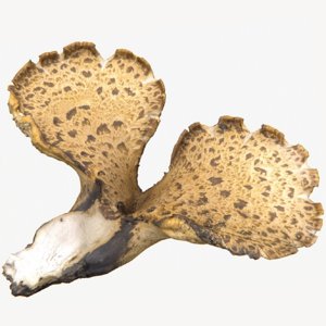 mushroom polypore 3D model