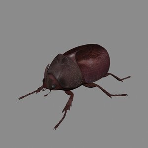 rhinoceros beetle 3D model