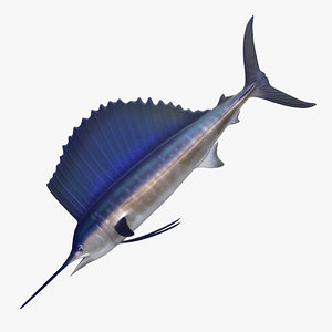 3D sailfish fish