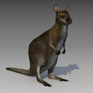 3D wallaby