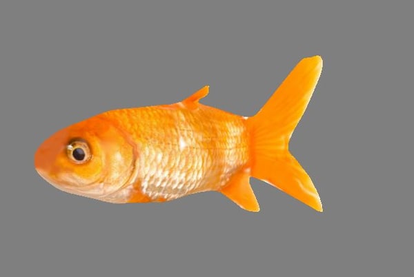 3d Golden Fish Turbosquid