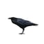 3D corvus cryptoleucus