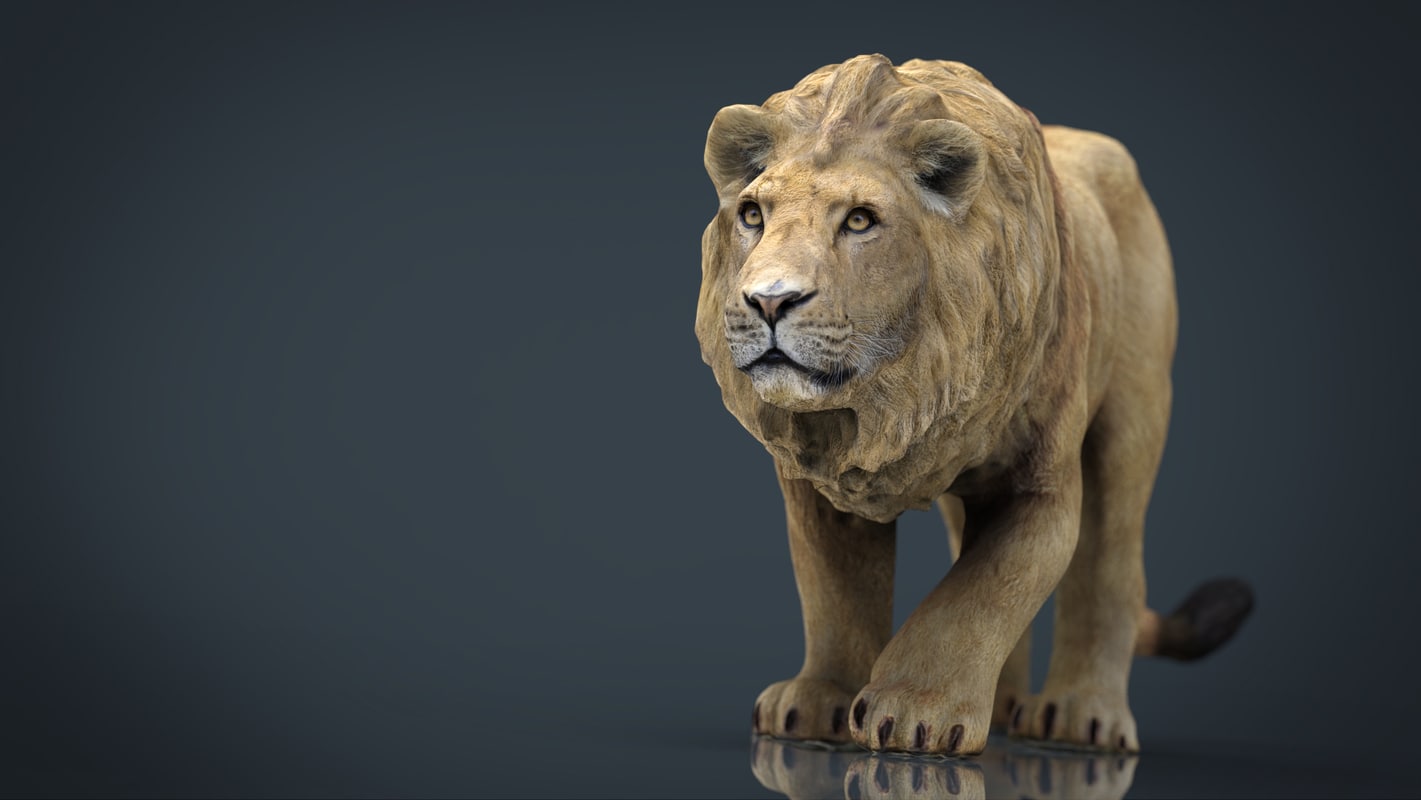 3d Hd Realistic Lion Turbosquid