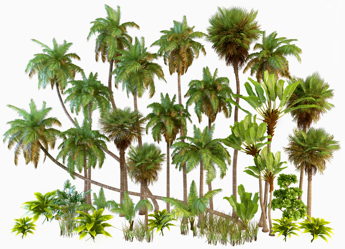 tropical trees revit download free