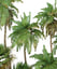 palm tree tropical 3D model