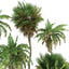 palm tree tropical 3D model