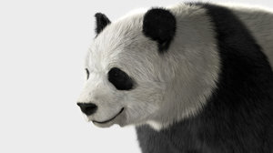 panda shave fur model