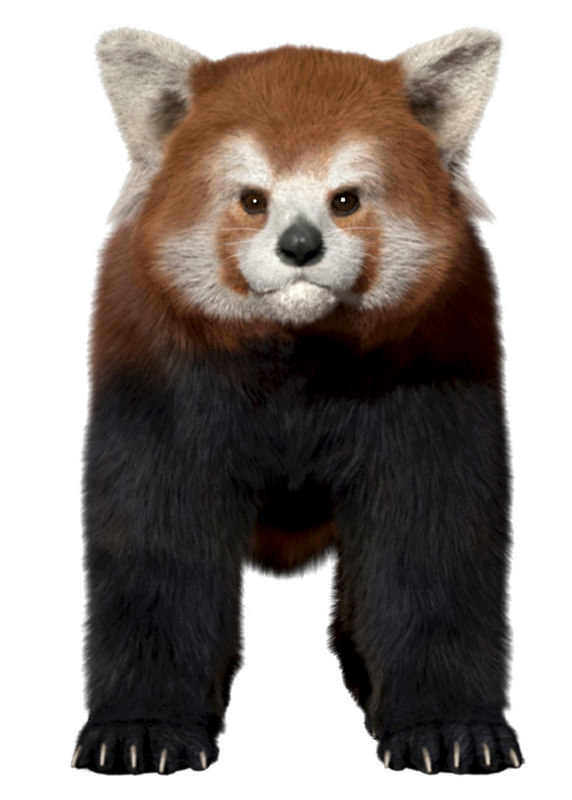 Red panda 3D TurboSquid 1167996