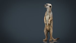 meerkat 3D model