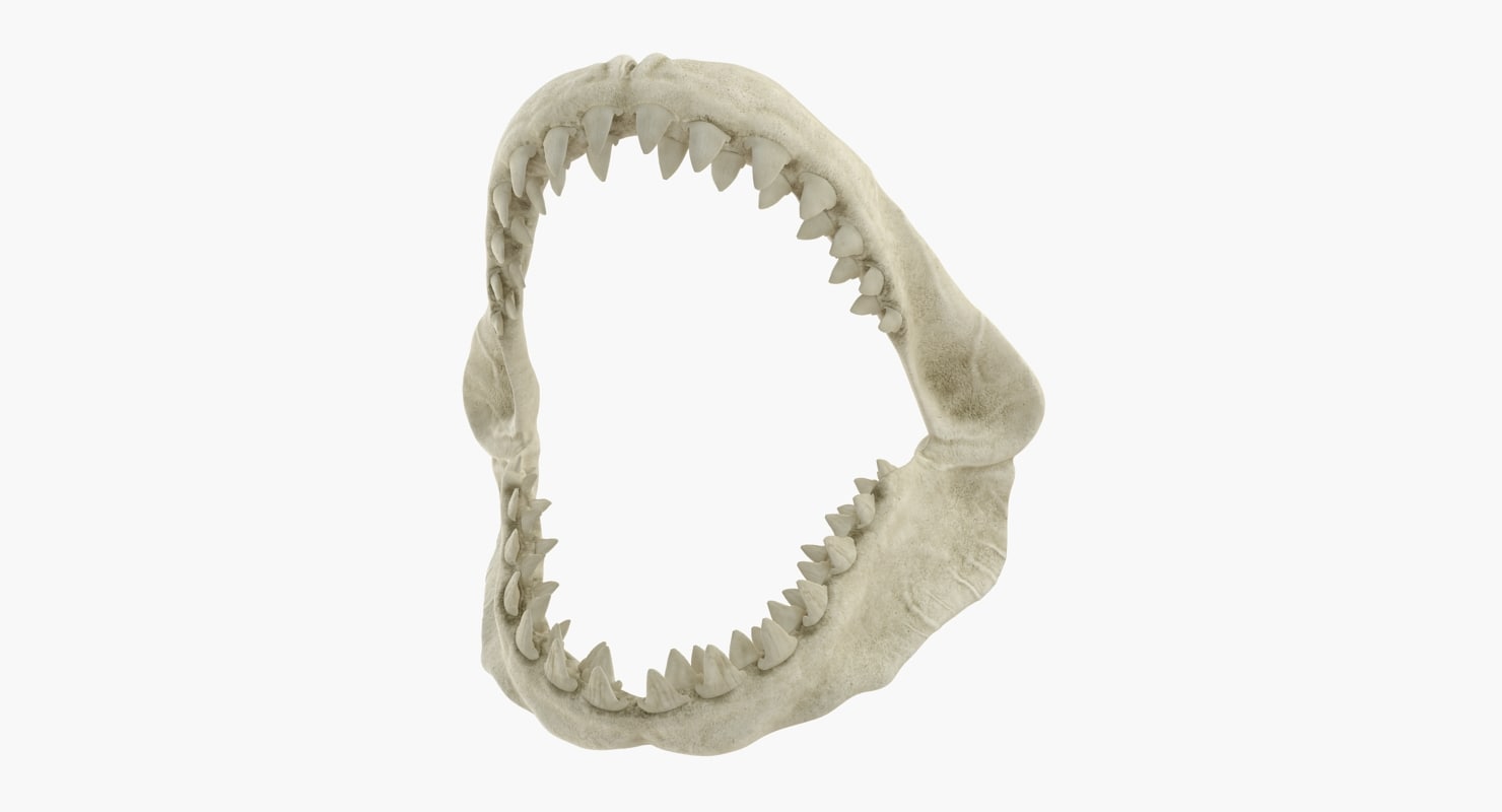 3D great white shark jaw bone - TurboSquid 1168353