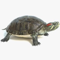 Turtle 3D Models for Download | TurboSquid