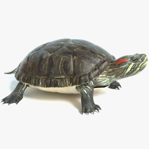 pond turtle 3D model